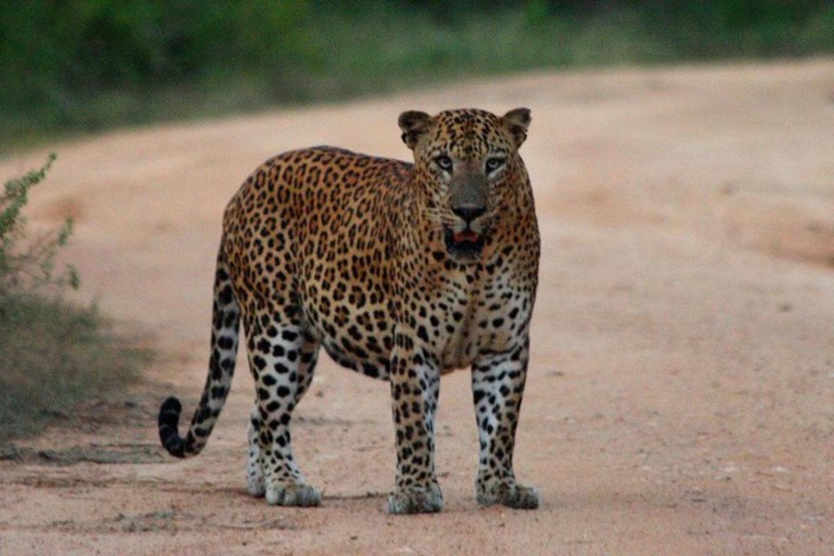 未舗装道路の脇に立つヒョウ