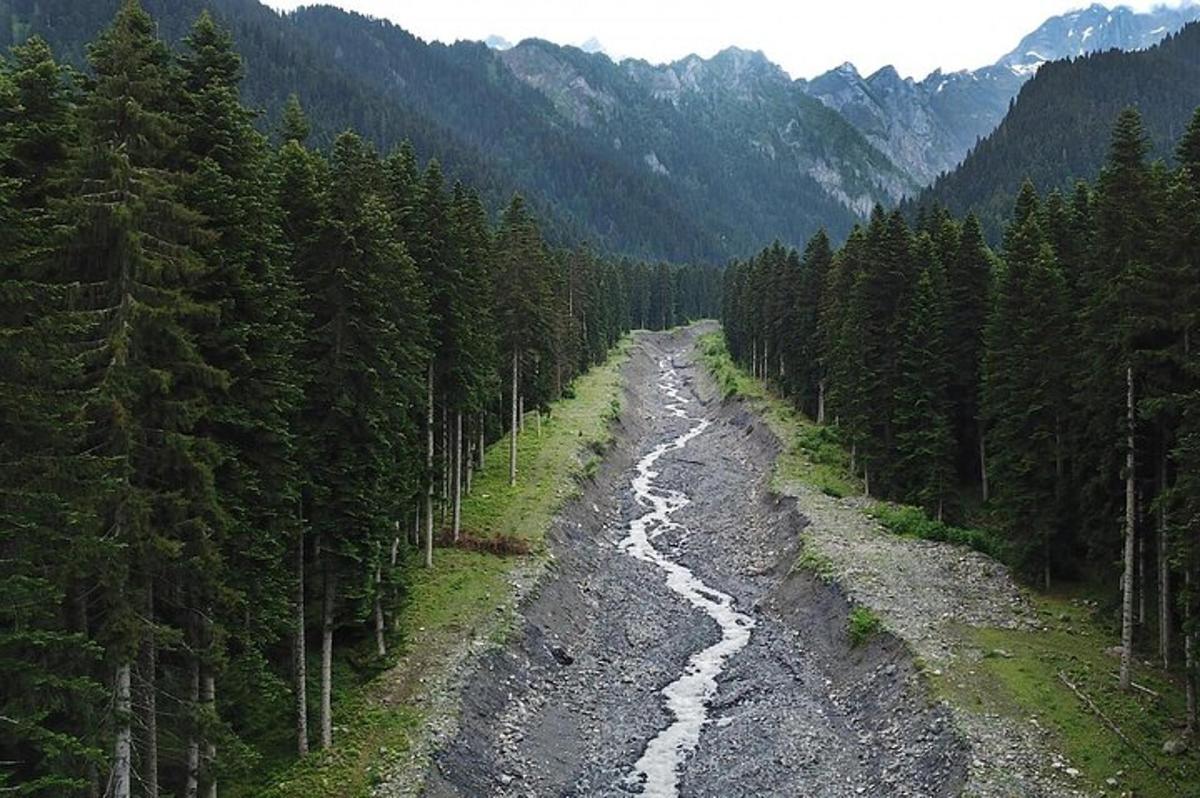uma estrada de terra no meio de uma floresta