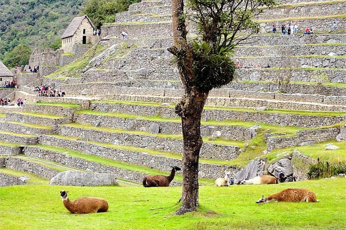 a group of sheep laying in the grass next to a amphitheater