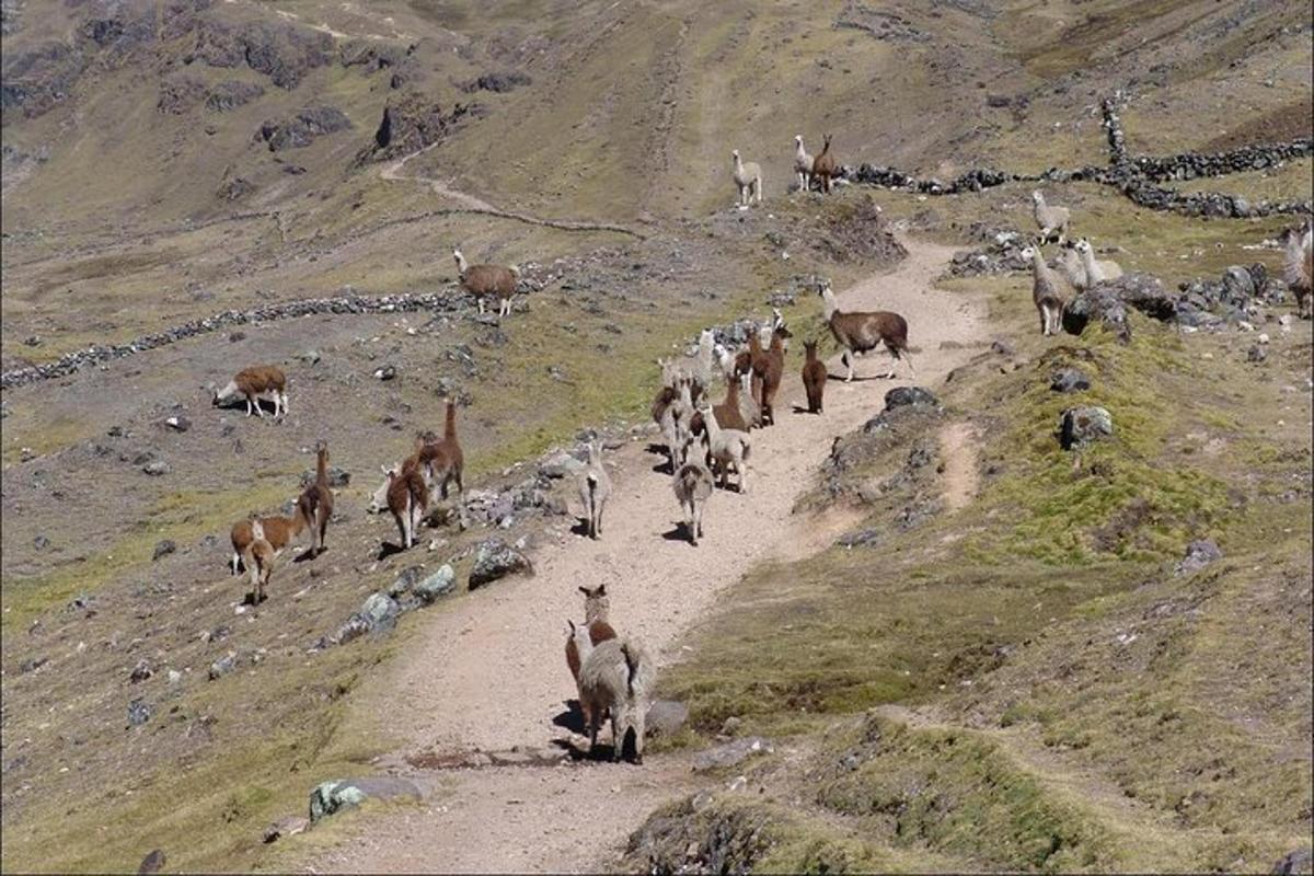 un gregge di capre che cammina lungo un sentiero di montagna
