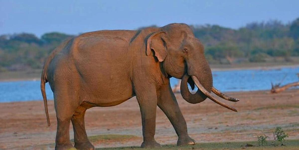 un elefante che cammina su un campo con la proboscide in bocca
