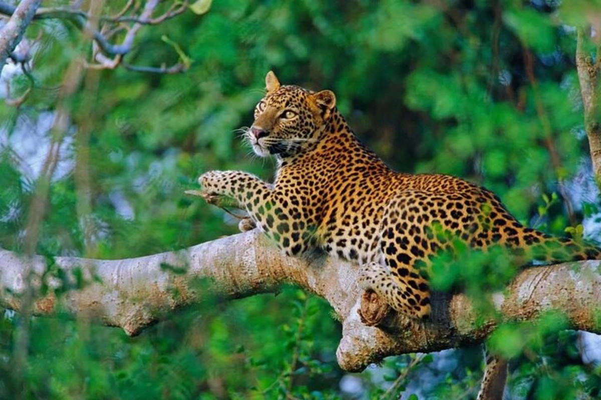 a leopard is sitting on a tree branch