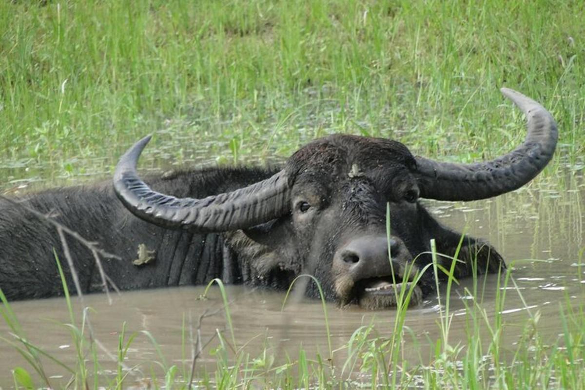 un toro con le corna nell'acqua in un campo