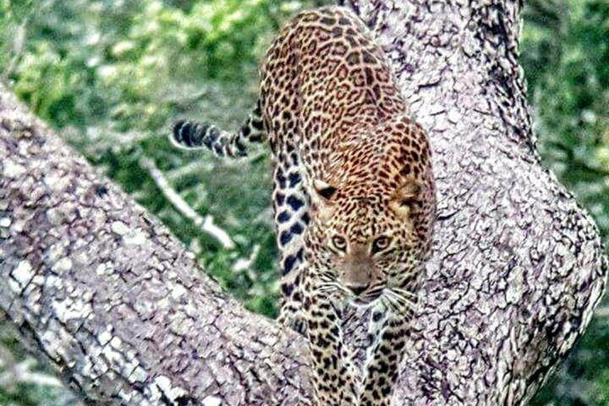 leopard stojící vedle stromu