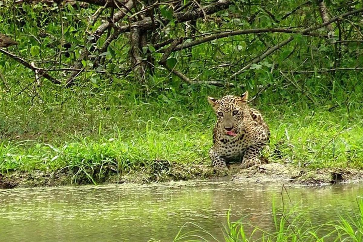 un giaguaro seduto sull'erba vicino all'acqua