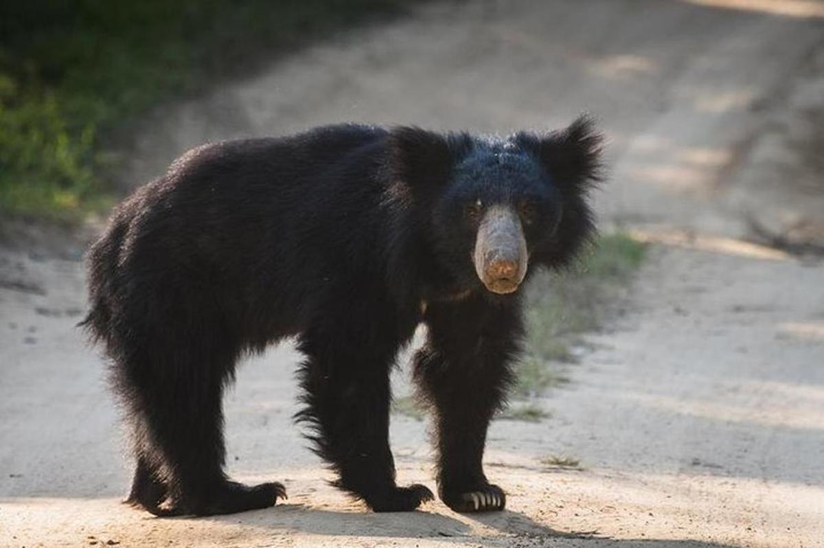 un orso nero in piedi sul ciglio di una strada