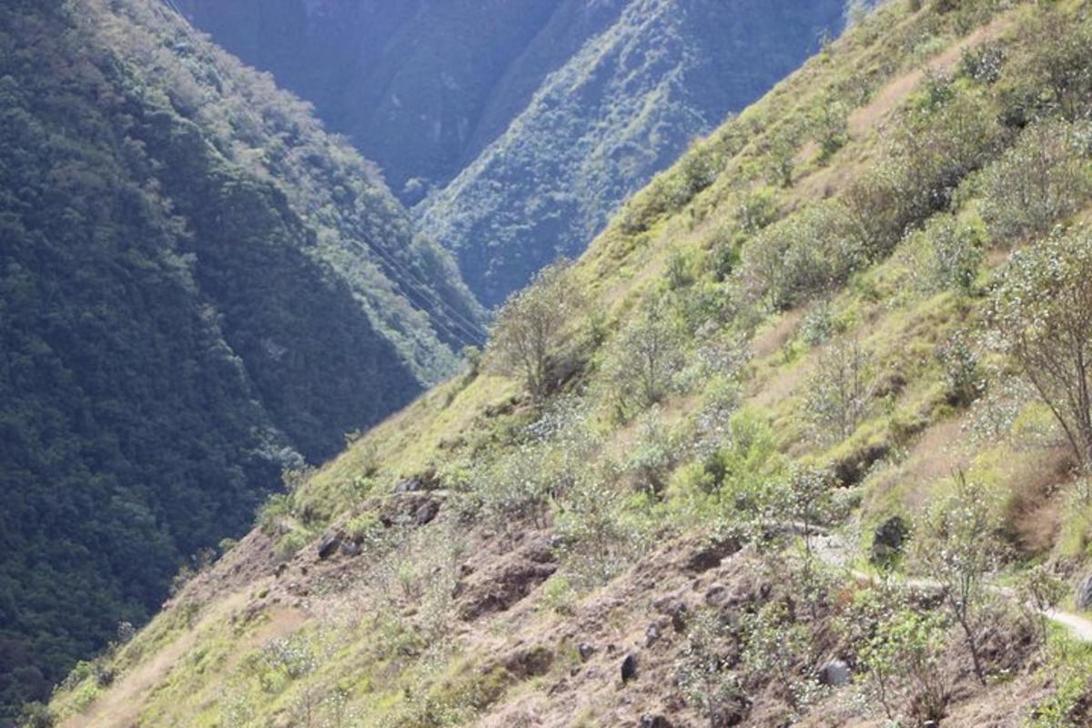 Una vista de una montaña con árboles.