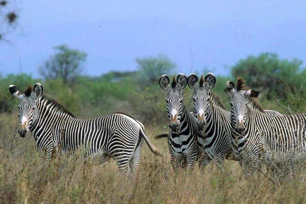 a group of zebras standing in the tall grass