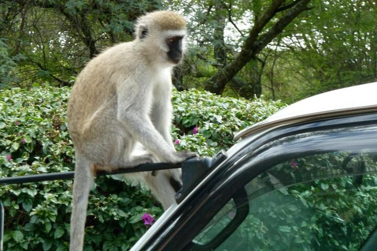um macaco parado na lateral de um carro