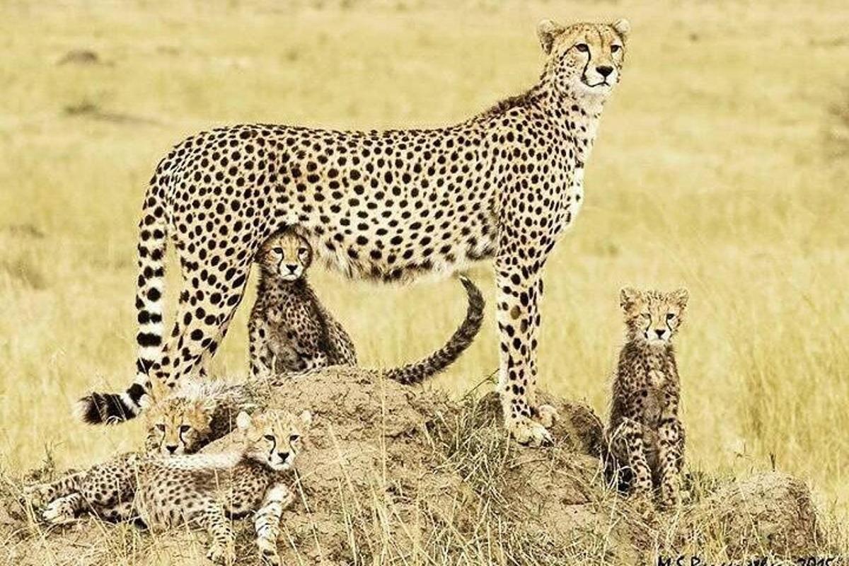 gepard stojící na hromadě trávy se svými potomky