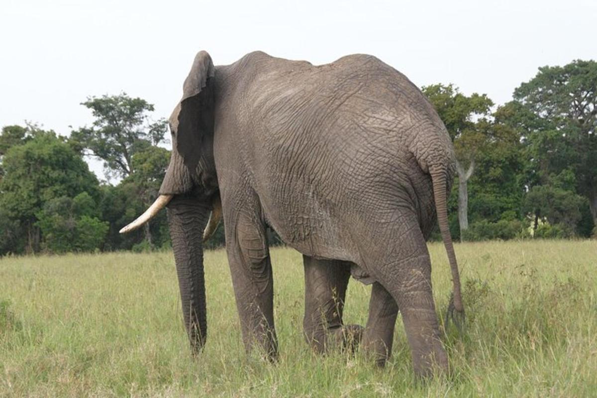 un elefante che cammina in un campo di erba alta