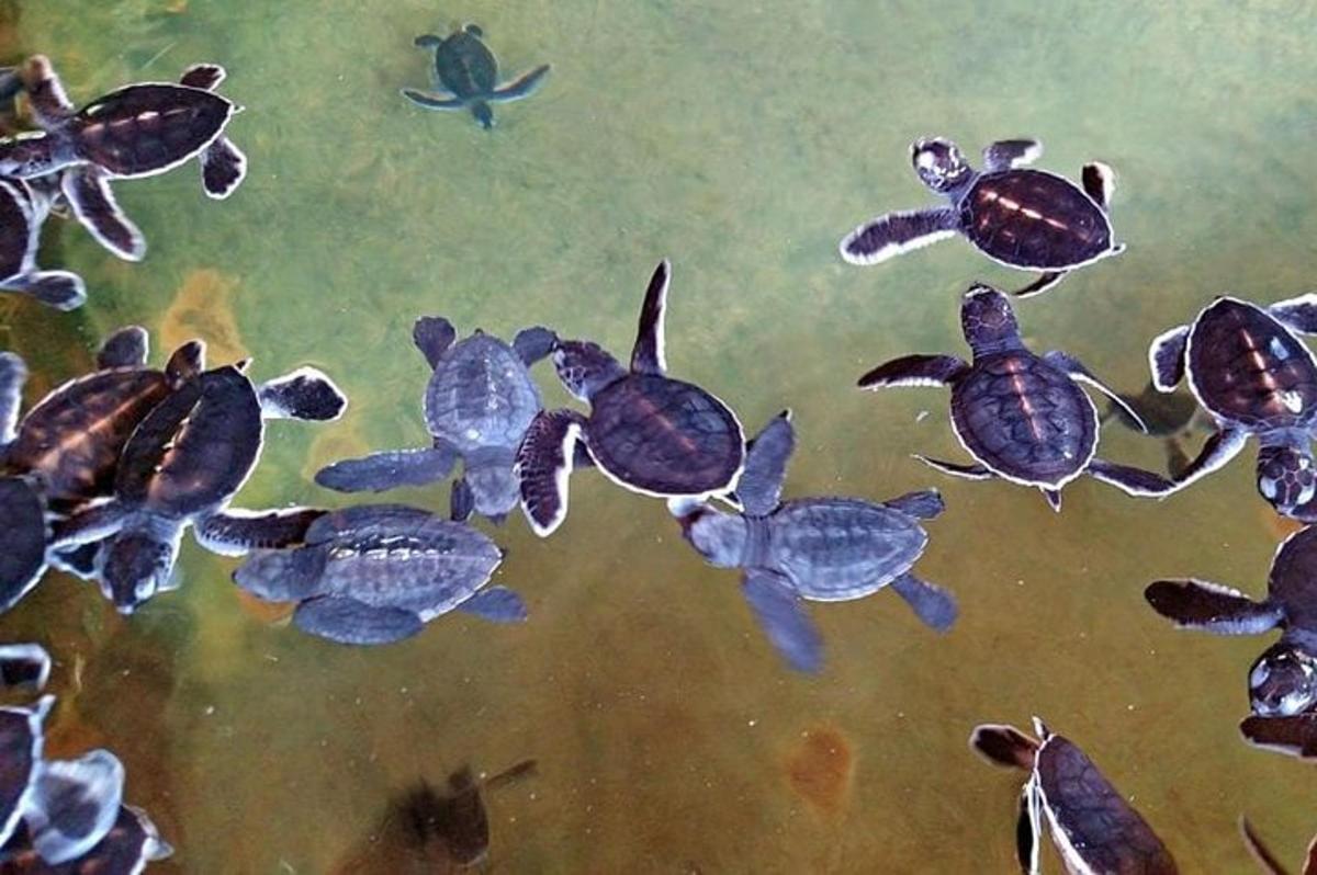 un gruppo di tartarughe che nuotano nell'acqua