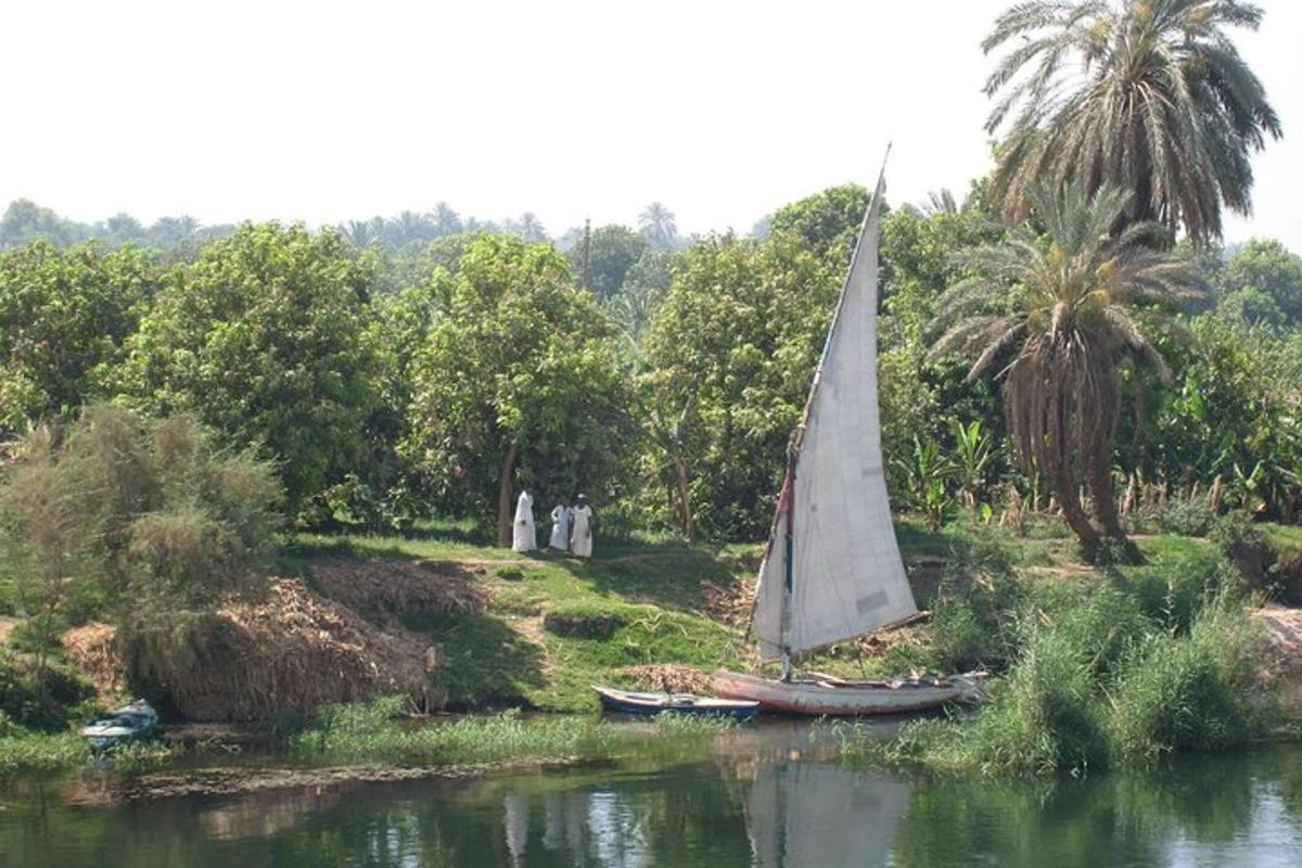 a sail boat on a river with palm trees