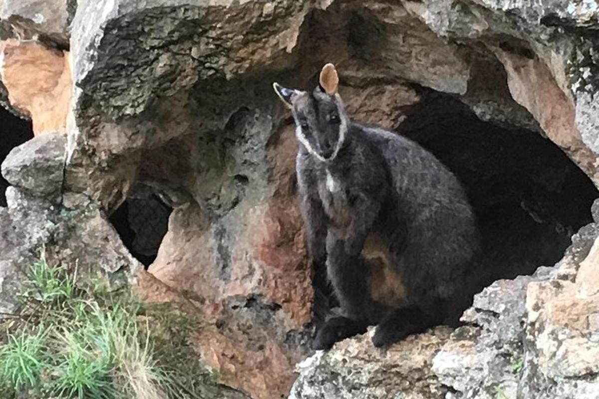 en koala som sitter på toppen av en stein