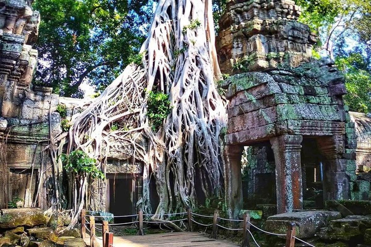 un edifici amb arrels d'arbres que en surten
