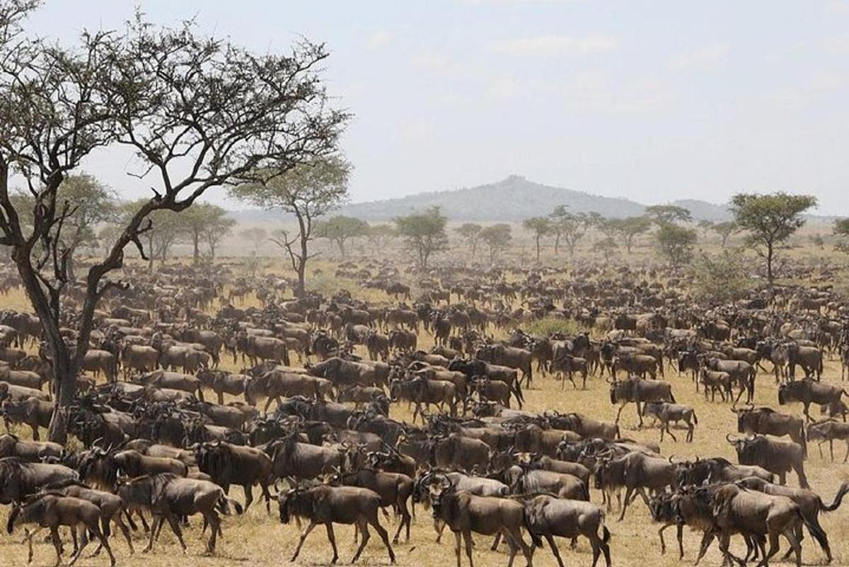 um grande rebanho de animais em um campo