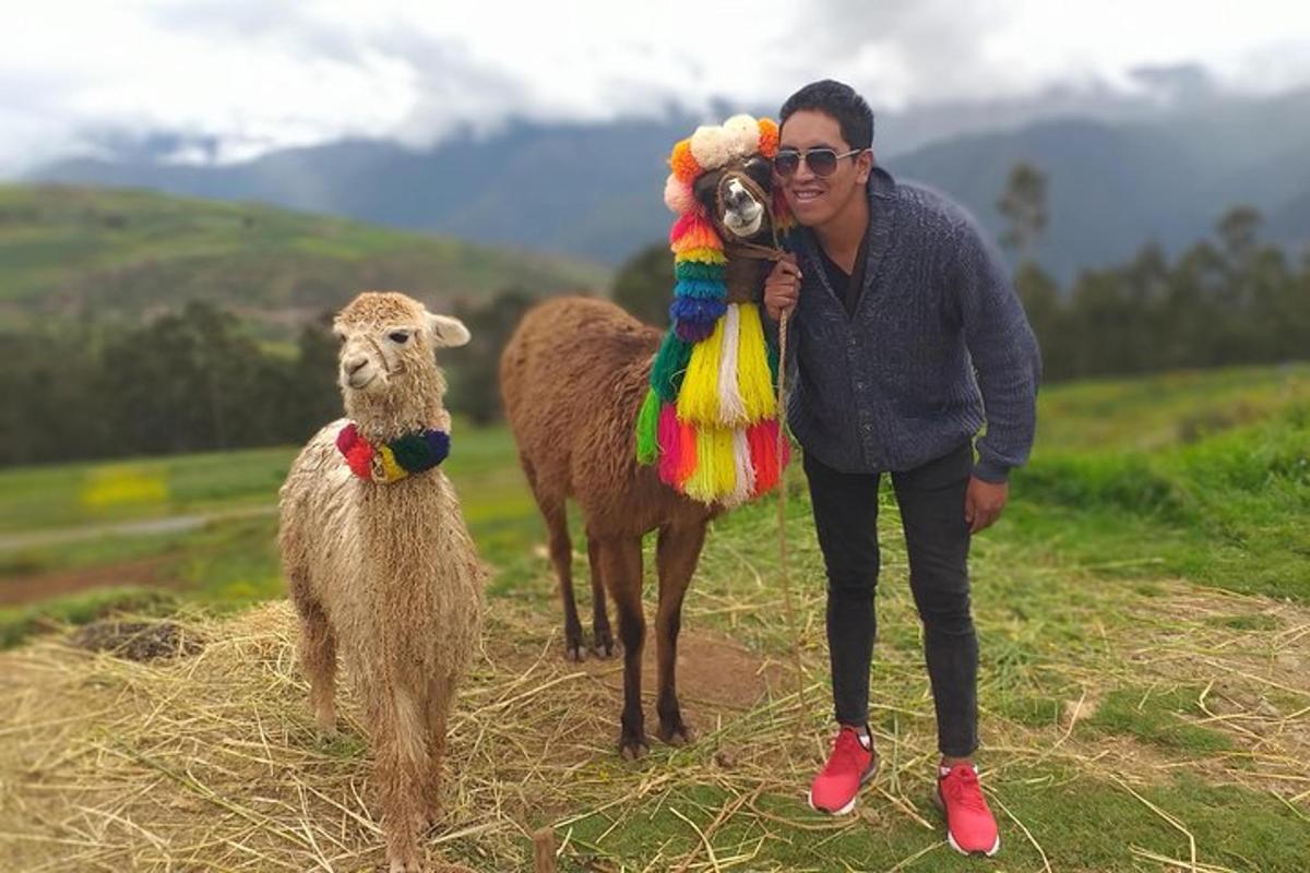 seorang lelaki sedang merakam gambar dua ekor llama