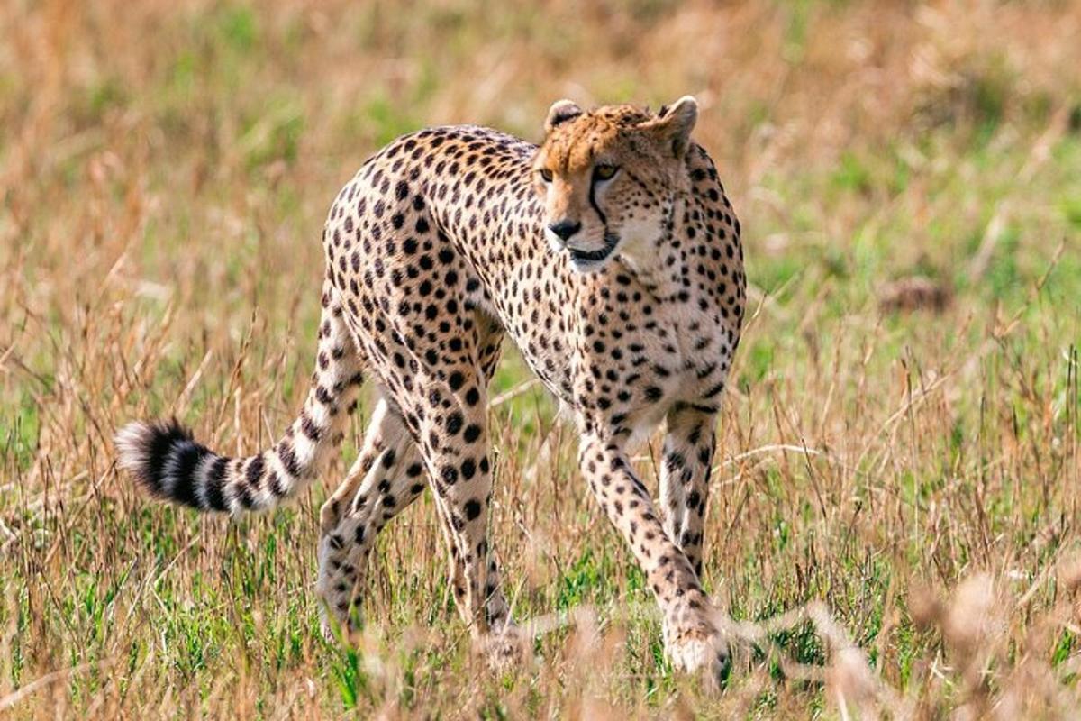 gepard kráčajúci po trávnatom poli