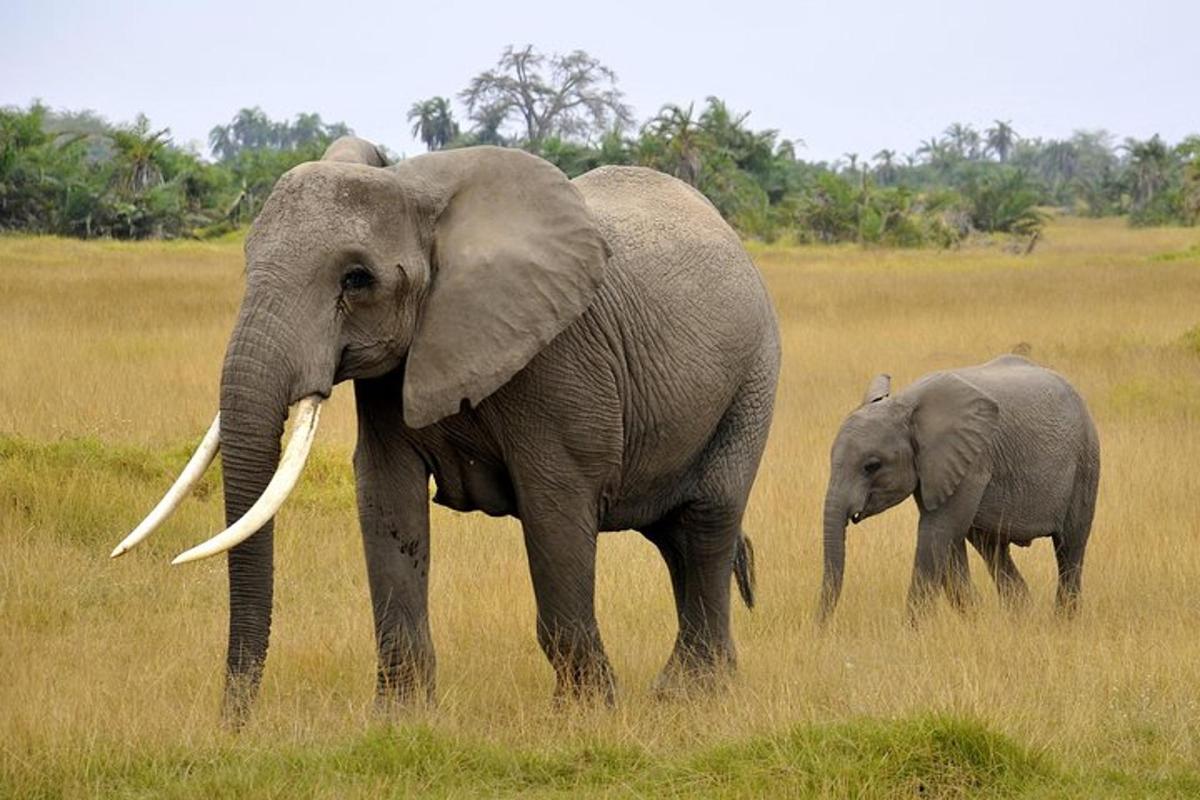 um elefante adulto e um bebê elefante caminhando em um campo