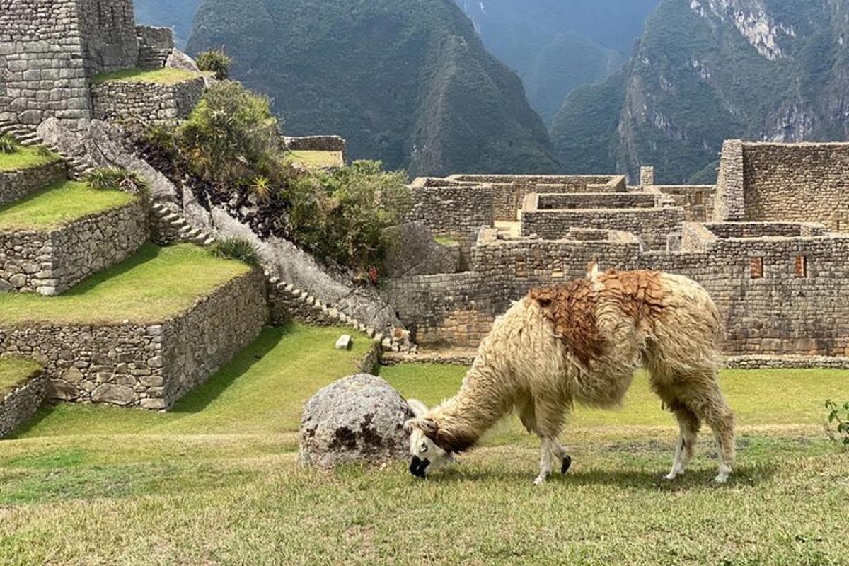 a sheep grazing on the grass in front of a building