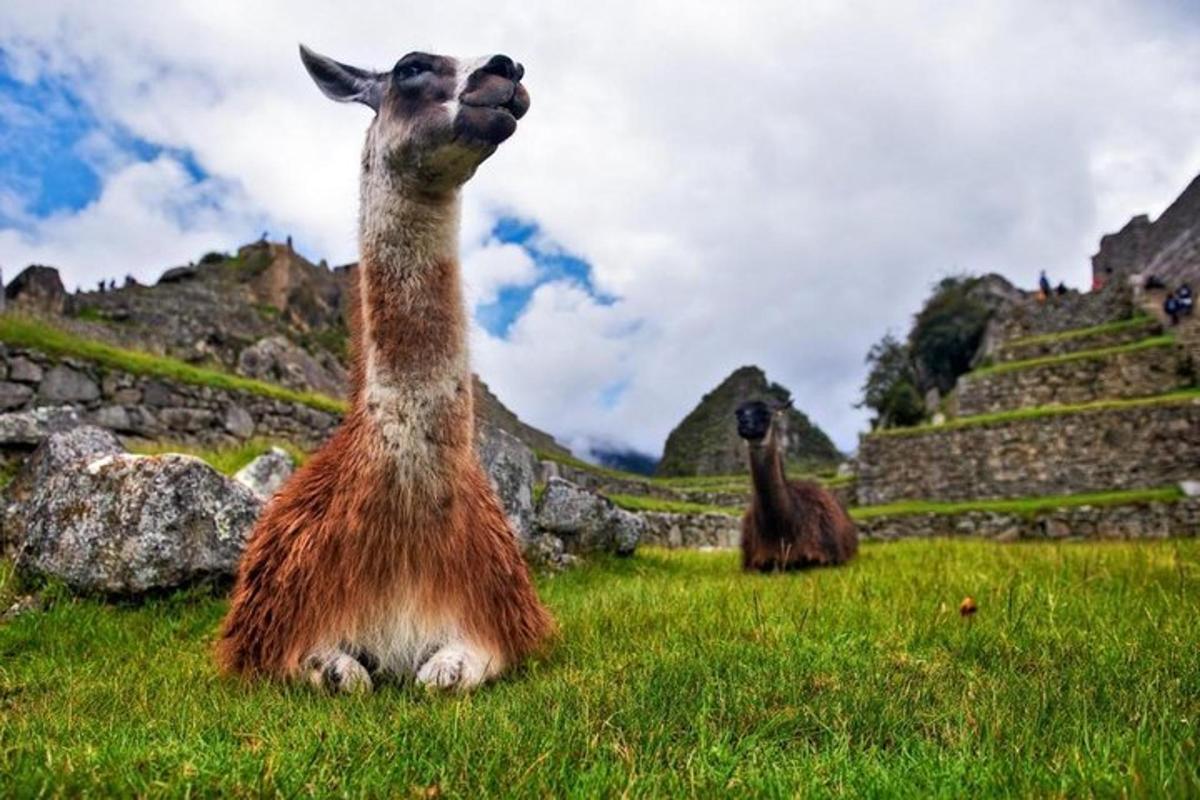 due lama seduti sull'erba in un campo