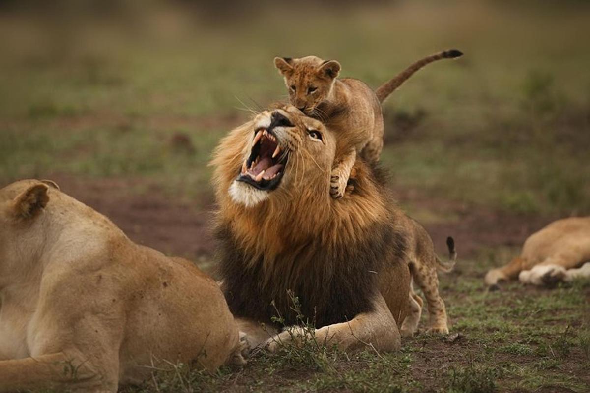 a lion with a kitten on the back of it