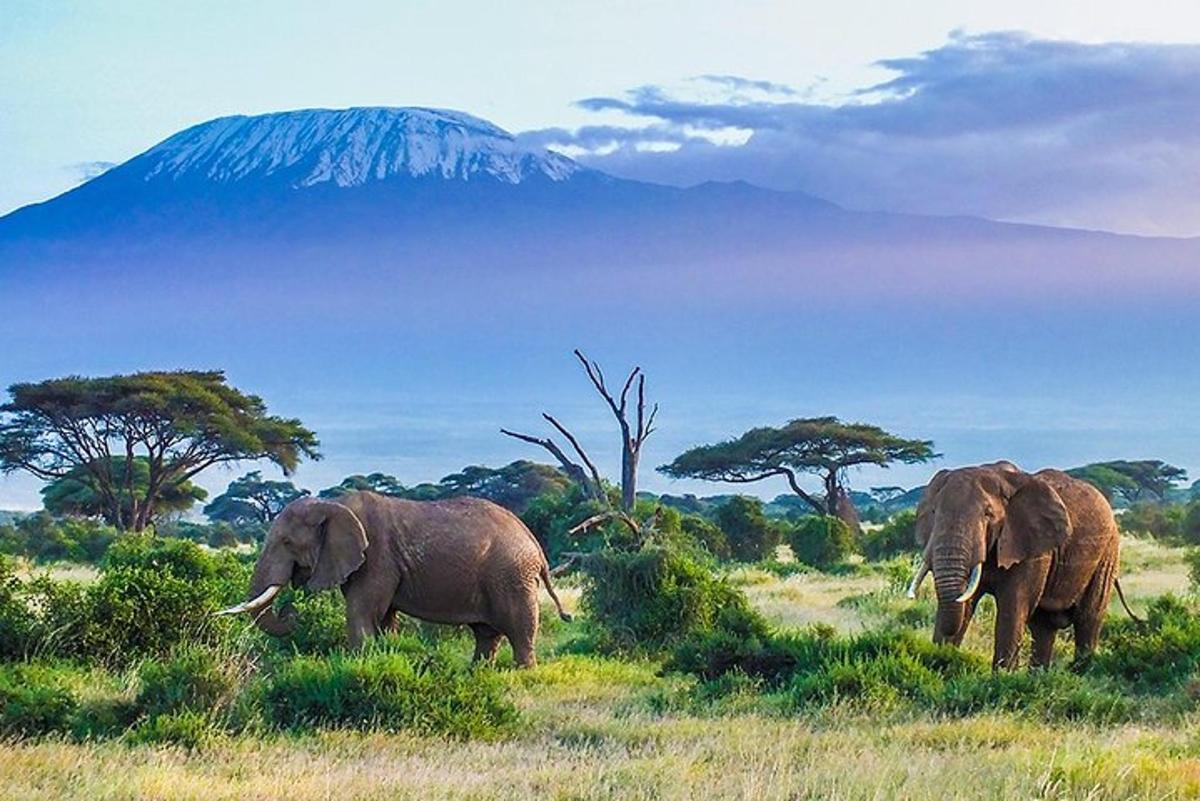 two elephants walking in a field with a mountain in the background