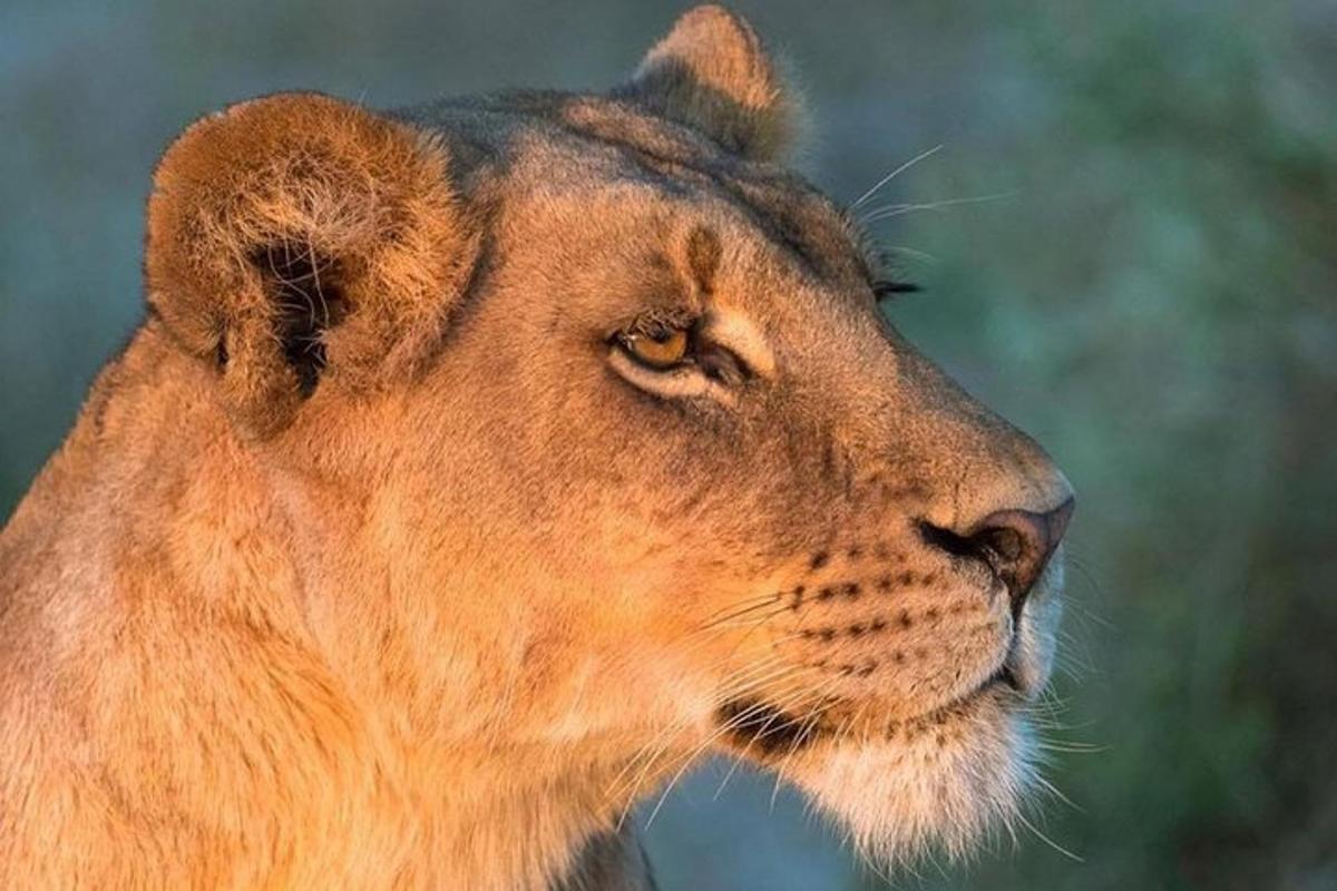 a close up of a lion looking to the side