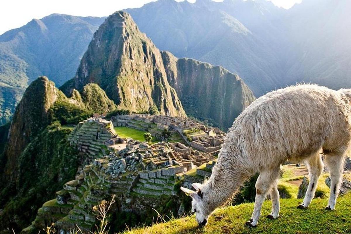 duas ovelhas em pé no topo de uma montanha
