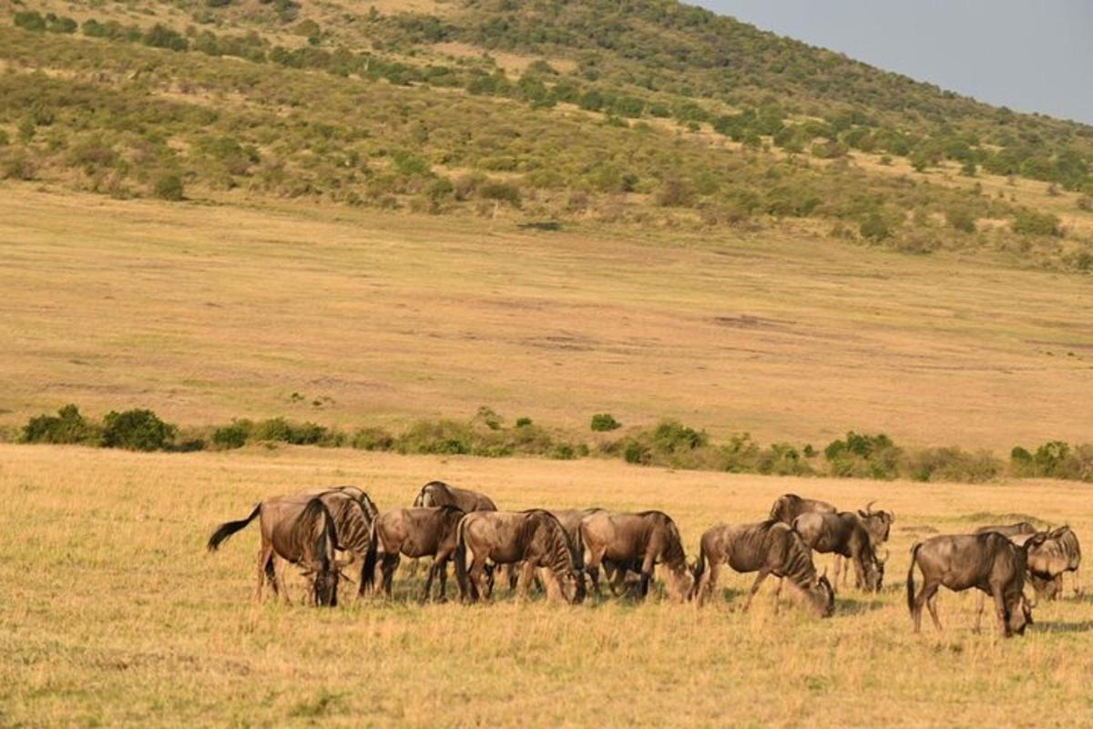 a herd of horses grazing in a field