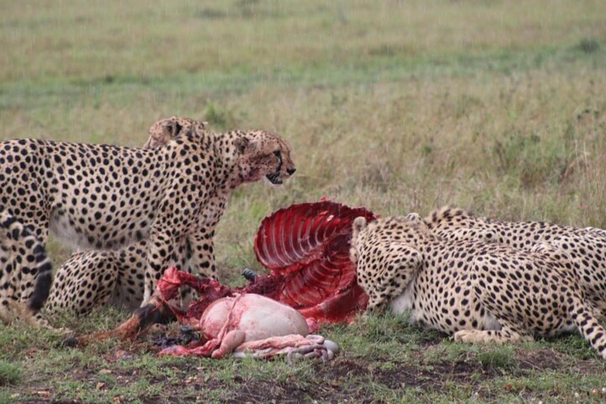 een groep cheeta's die met een dood dier spelen