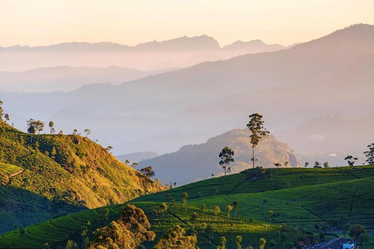 una collina verde con alberi su una montagna nebbiosa