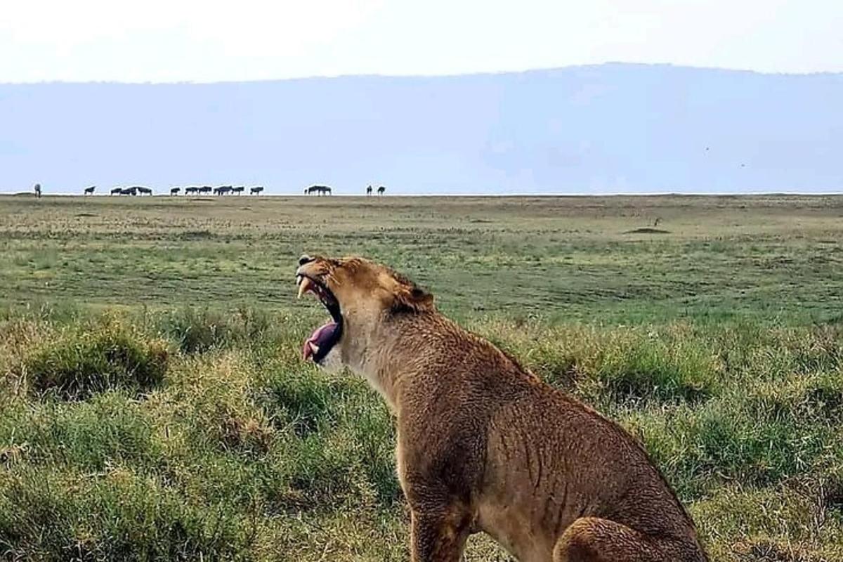 Fotografia da atração 1