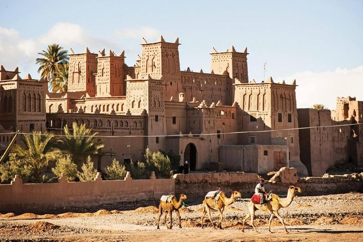 tres camells caminant davant d'un gran edifici