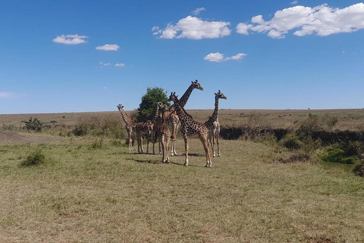 un grup de girafes dempeus en un camp