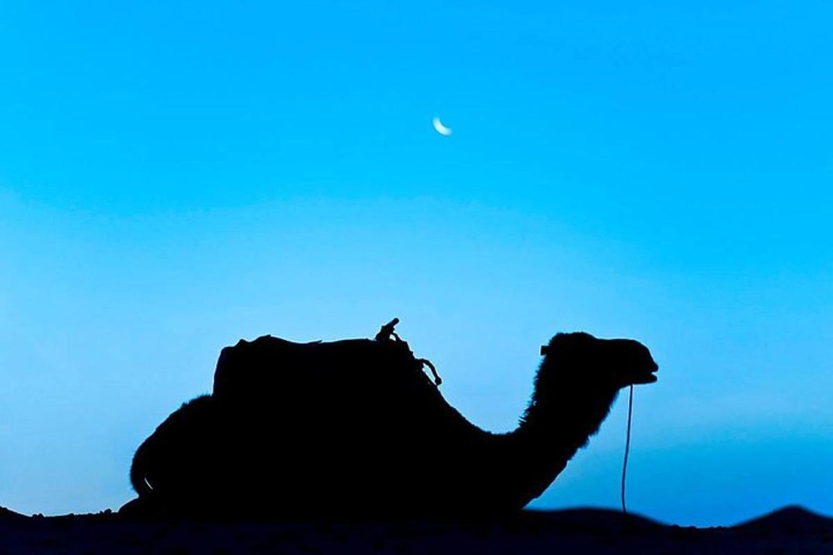 la silueta d'un camell al desert