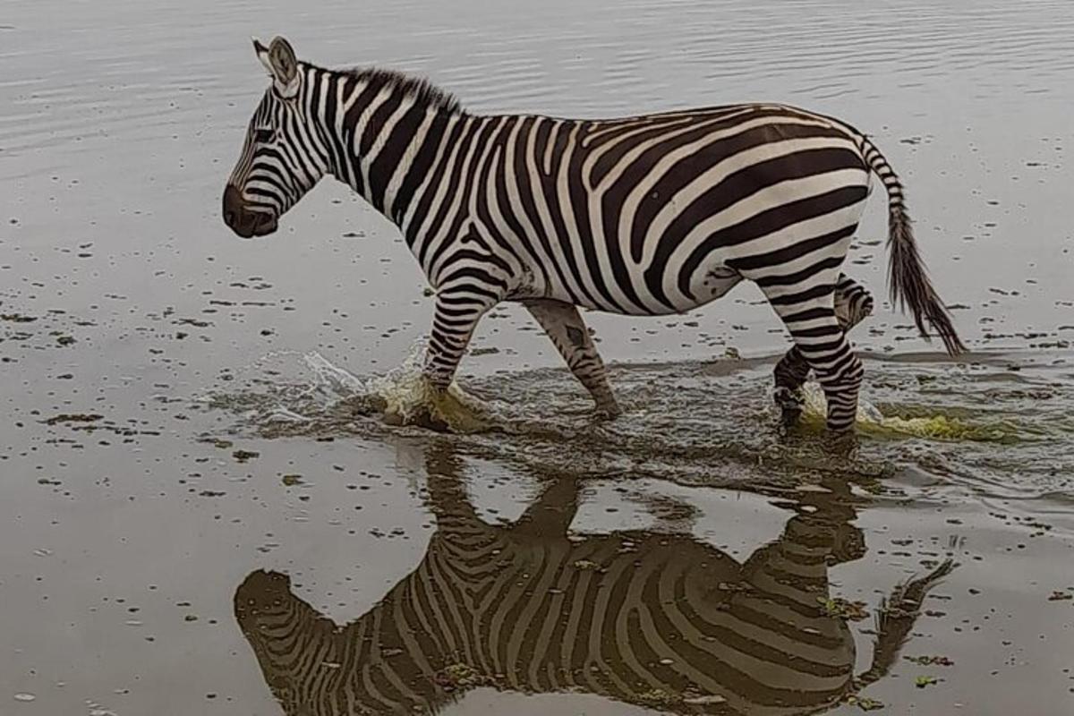 una zebra caminant per l'aigua amb el seu reflex