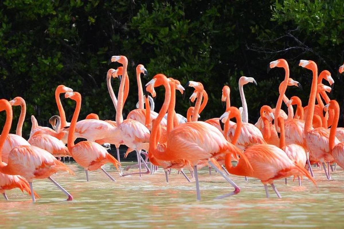 sekumpulan flamingo berjalan di dalam air