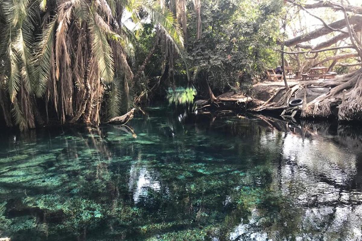 водена површина са палмама у води