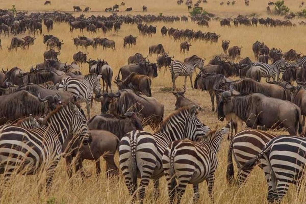 a herd of zebras and other animals in a field