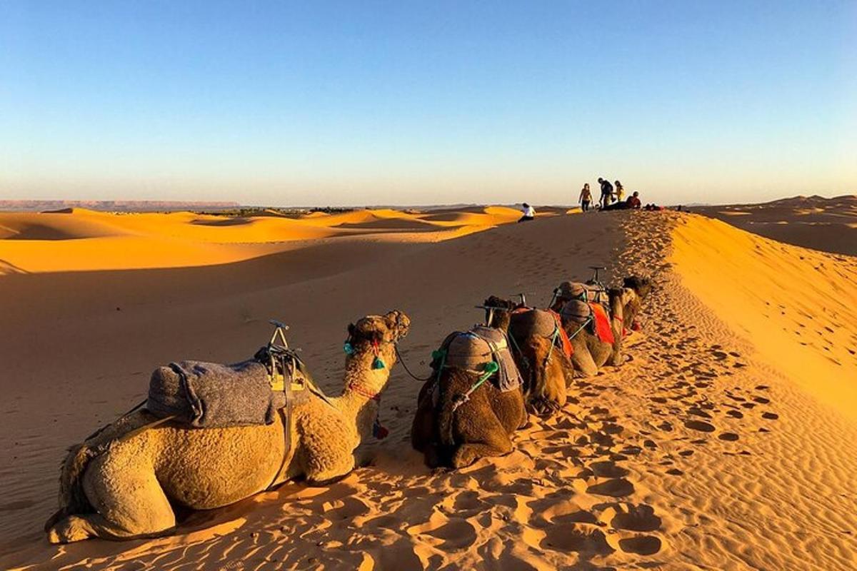 a group of camels sitting in the desert