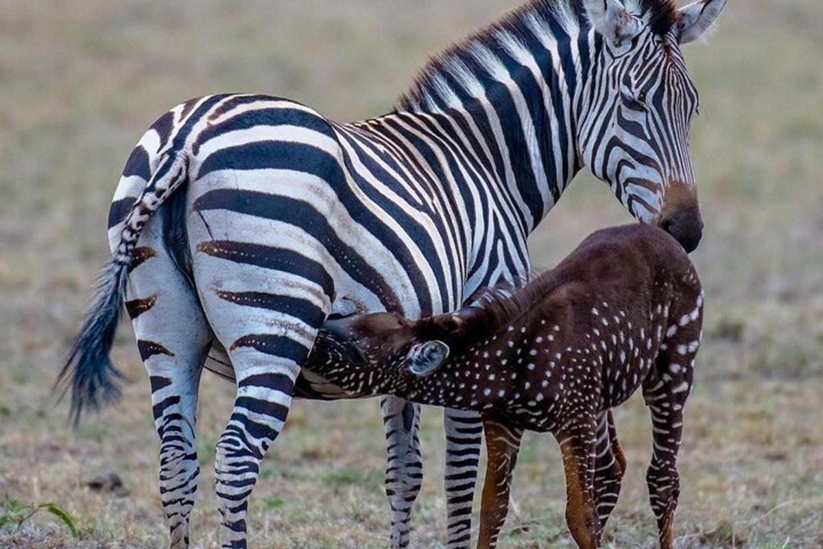 zebra stojící vedle žirafího mláděte