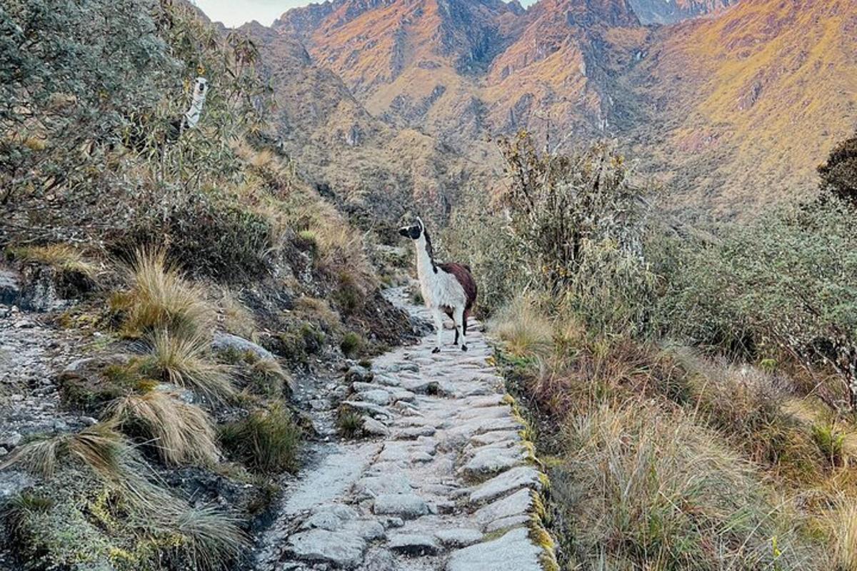 un lama che cammina lungo un sentiero roccioso su una montagna