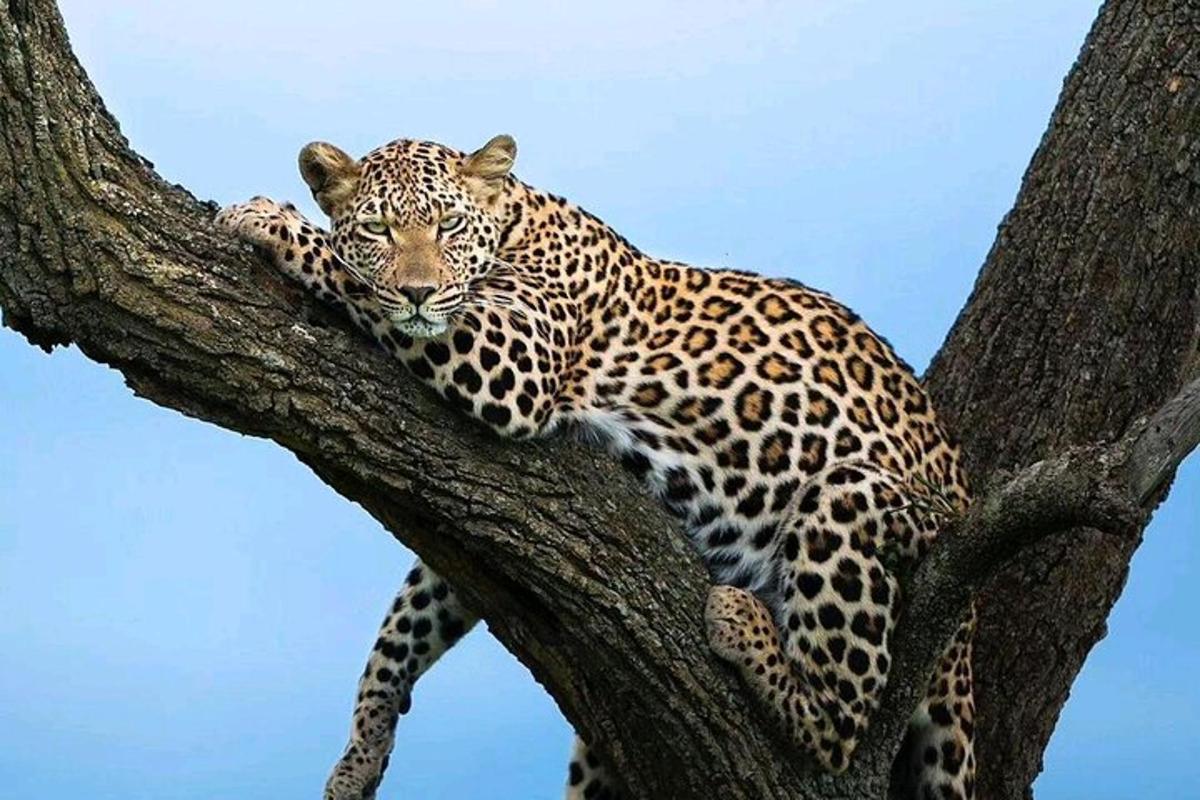 Leopard leži na drevesni veji