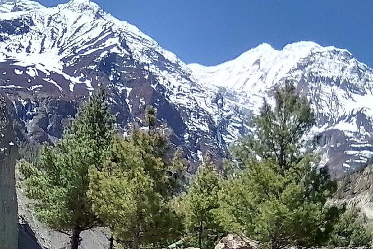 una muntanya coberta de neu amb arbres al davant