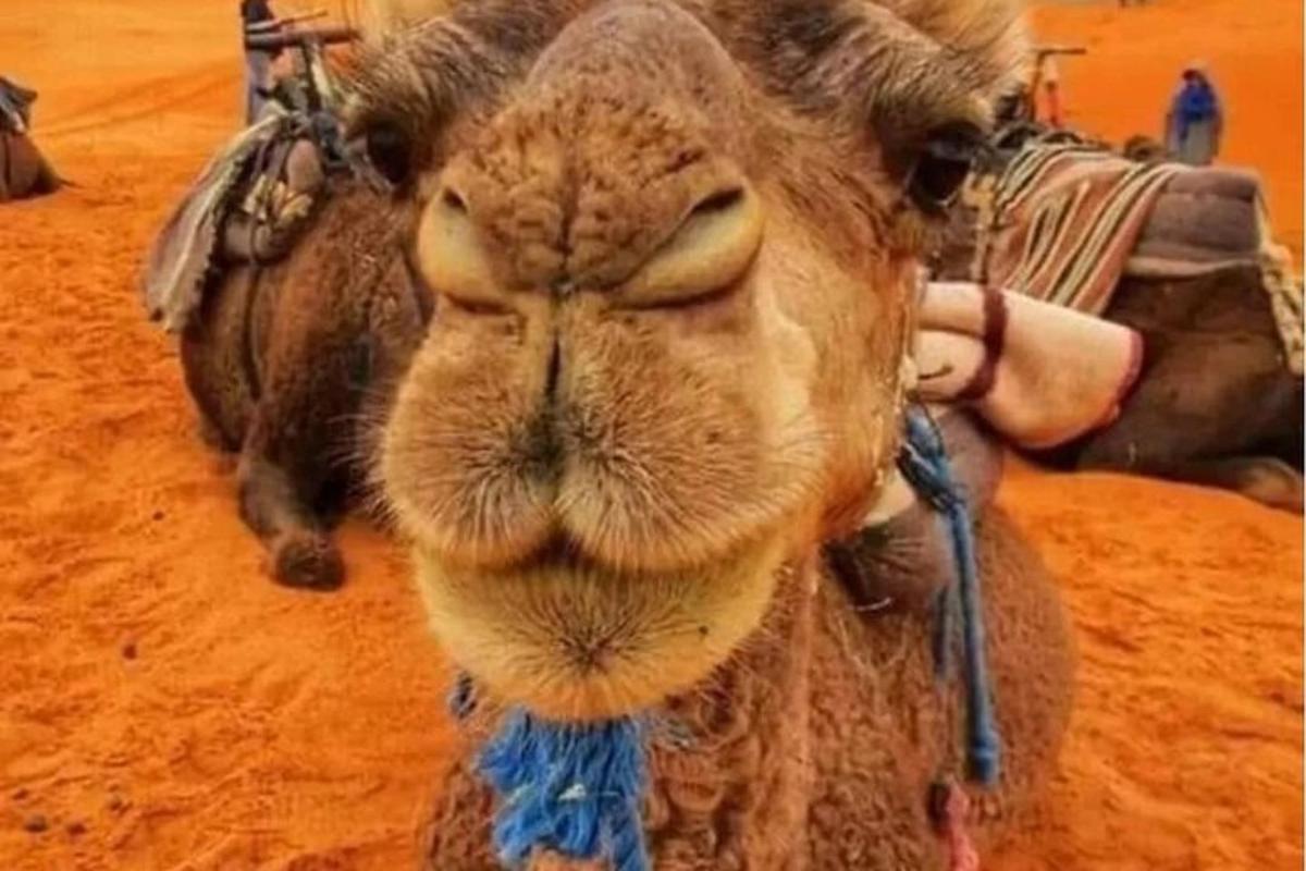 a camel with a person