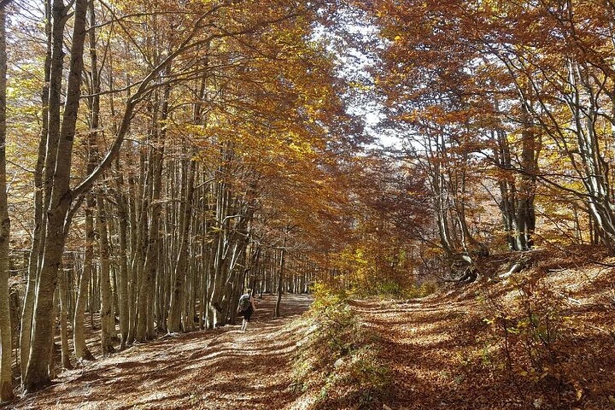 een persoon die over een onverharde weg in het bos loopt
