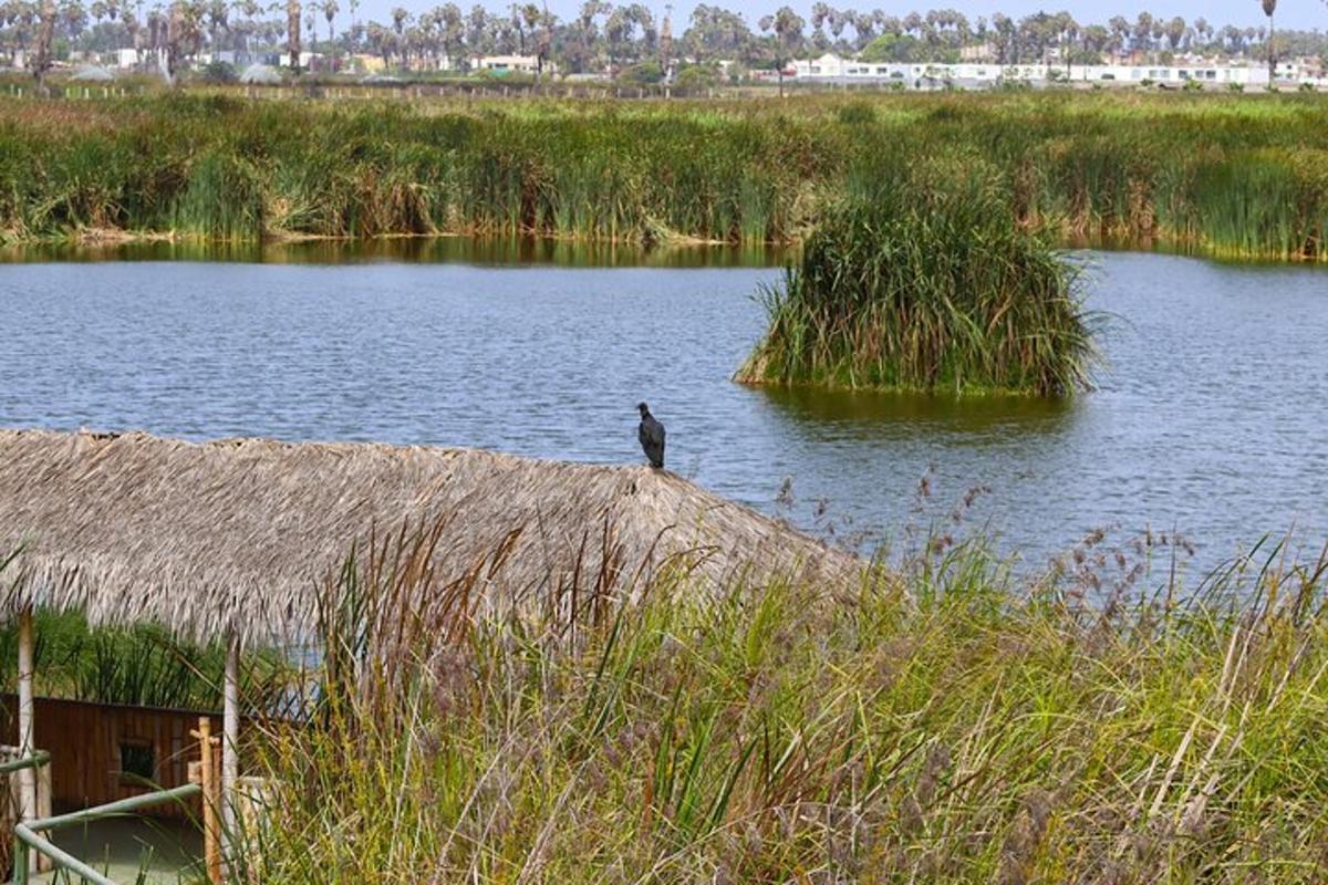un pájaro posado en el borde de un lago