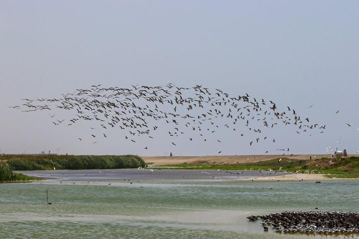una bandada de pájaros volando sobre un cuerpo de agua