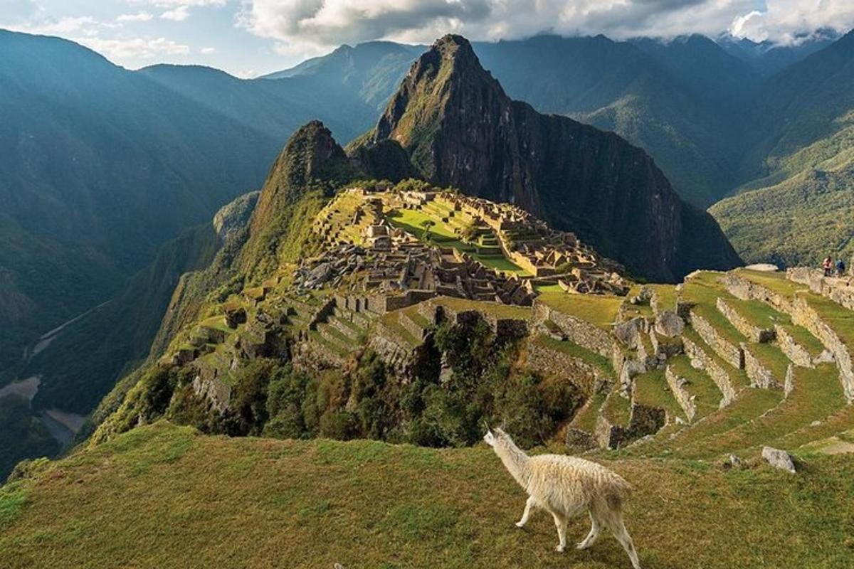 una llama dempeus al vessant d'una muntanya